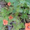 Anagallis var. arvensis